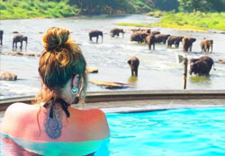 Pinnawala Elephant Bay